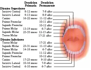 Spanish Tooth Eruption