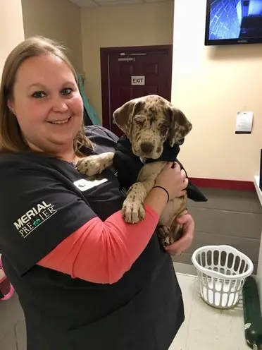 lakemontvetclinic.com