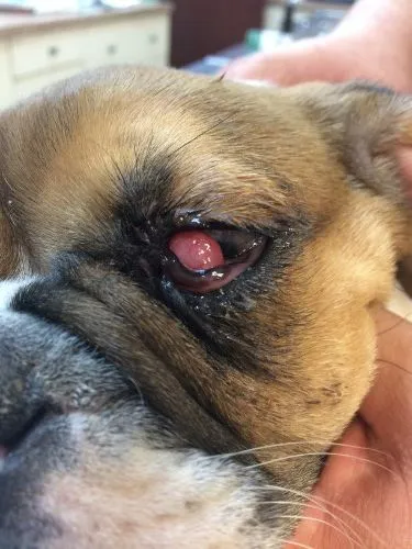 Before cherry eye surgery