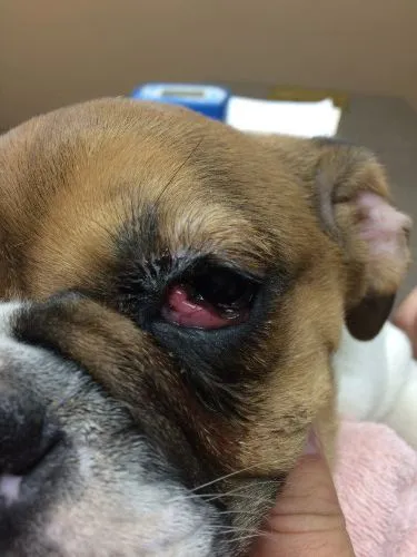 After the "tuck" surgery