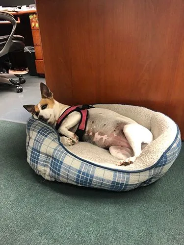 Rosie in dog bed