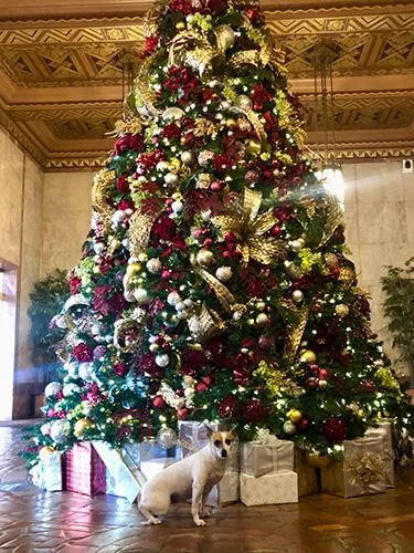Rosie with Christmas tree