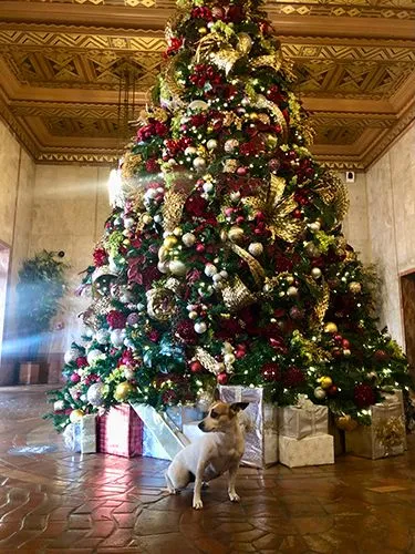 Rosie with Christmas tree