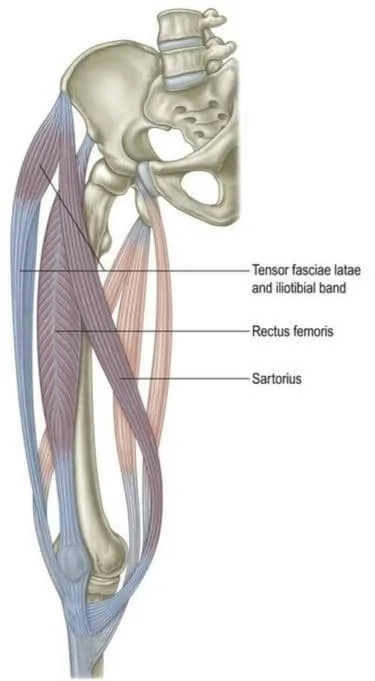 knee muscle image