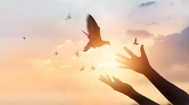 photo of silhouetted hands at sunset with a bird flying overhead