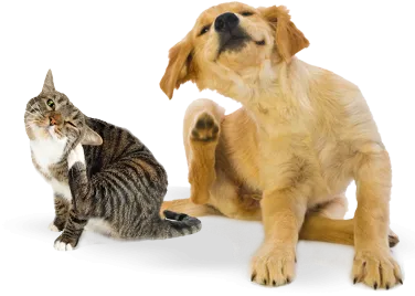 Dog and best sale cat fleas