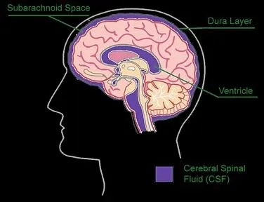 Meninges and CSF