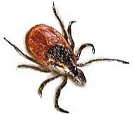 ixodes_tick_1_.jpg