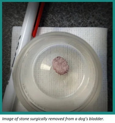Image of tone surgically removed from a dog's bladder