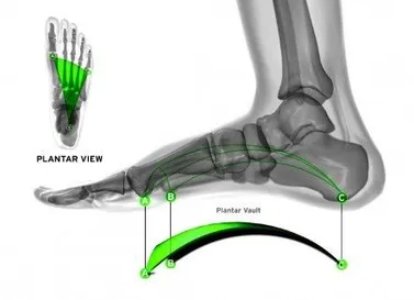 Put Your Feet Up & Learn More About Plantar Fasciitis - Middletown Health &  Wellness Center