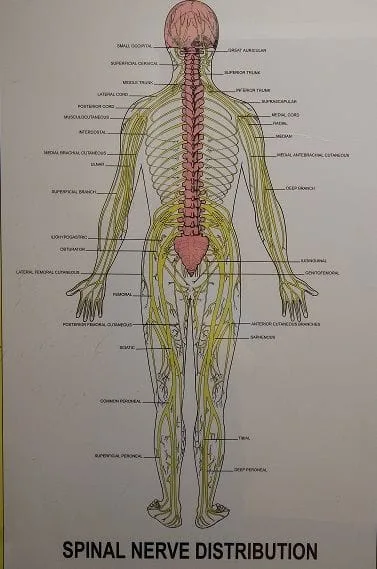 Spinal Nerve Distribution