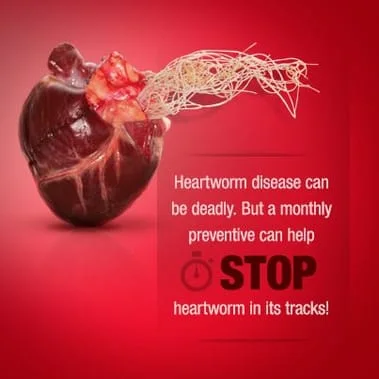 heartworm