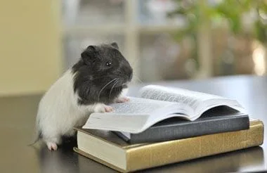 Guinea pig on a book