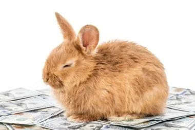 Bunny sitting on dollar bills