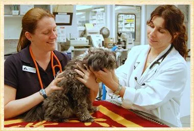 Dentist for Dogs, Dentist for Cats, Rhinebeck Animal Hospital