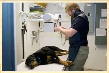 Radiology at Rhinebeck Animal Hospital