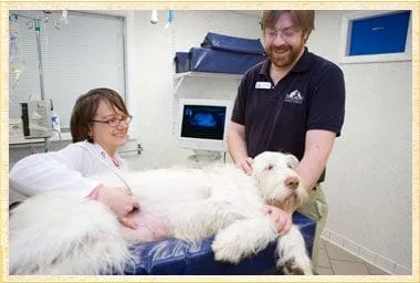 Ultrasound services at Rhinebeck Animal Hospital, Veterinarian in Upstate NY