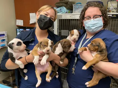A S puppies