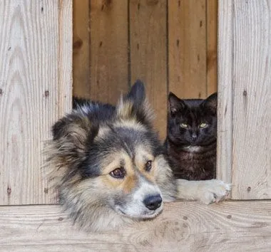 Dog and cat in door