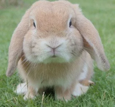 Floppy eared bunny