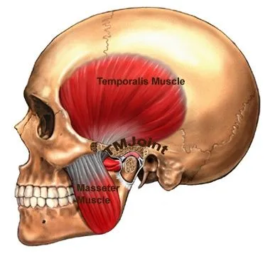 tmj anatomy