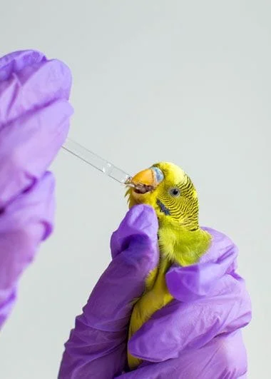 Bird getting medicine