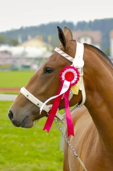 Horse with ribbon
