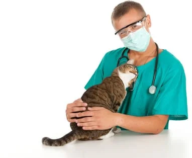 kitten exams from our veterinarian in issaquah