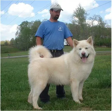 Alaskan Malamute