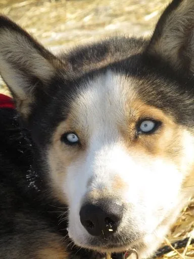 Dog with blue eyes