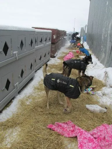 resting sled dog team