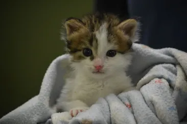 kitten