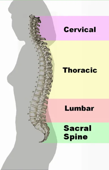 Back pain NYC. A spinal column illustration showing the cerivical spine, the thoracic, lumbar and scaral spine. NYC chiropractor that specializes in chrionic back pain and spinal alignment.