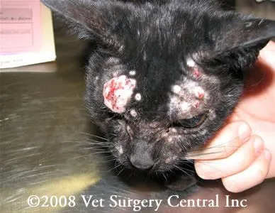 Natural remedies for mast cell tumors in cats hotsell