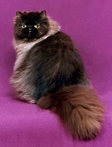 220px_Chocolate_Persian.jpg