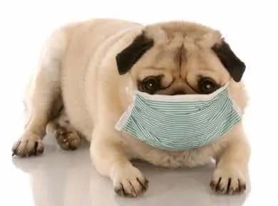 Canine Influenza Update April 2016