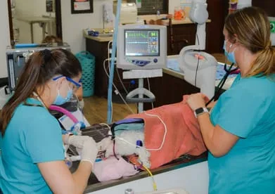 Technicians Performing Dental Cleaning