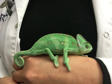 chameleon