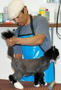 NVH_Grooming_Kitty_196x289.jpg