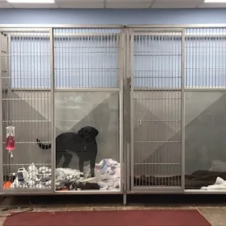 KENNEL AREA 2