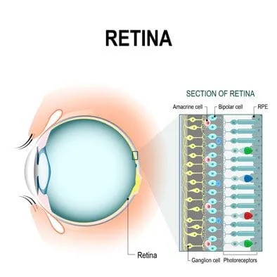 Retina Diagram