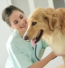 Pet Wellness Exam