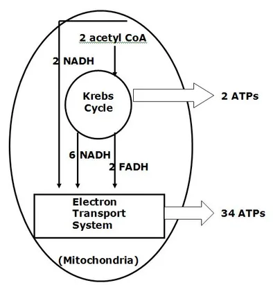 Tissue Healing and Low Level Laser Article