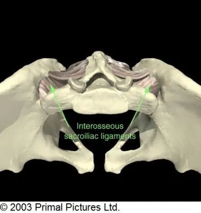 SI_Joint_Ligaments.jpg