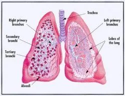 lungs.jpg