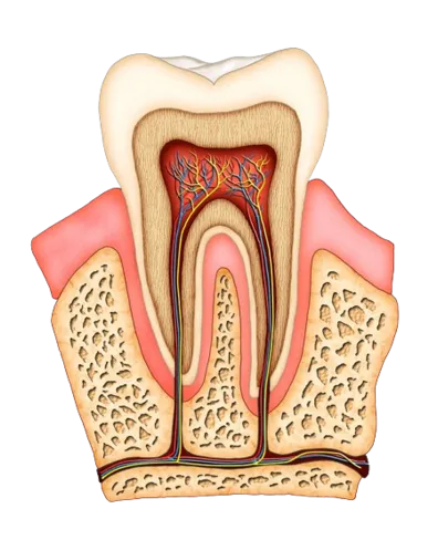 illustration of interior of tooth showing tooth roots, nerve tissue, root canals Dayton, OH dentist