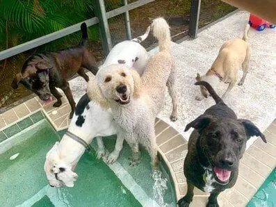 pool at dog daycare