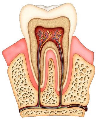 colored illustration of interior of molar tooth showing roots, tissue, nerves and root canal Newark, CA dentist