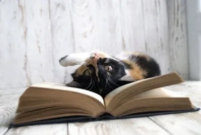 Cat on book