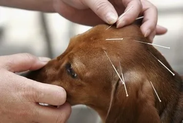 canine acupuncture